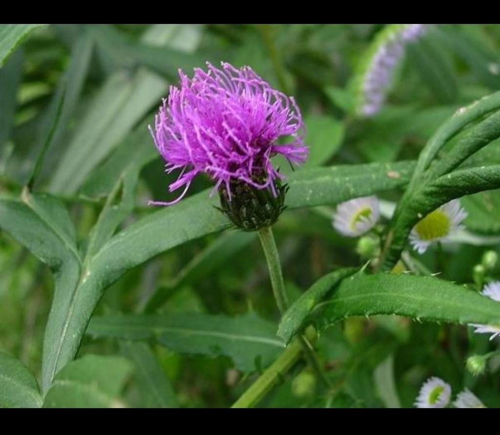 中药材   刺儿菜